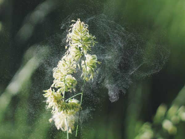 Photo d'une plante expulsant du pollen